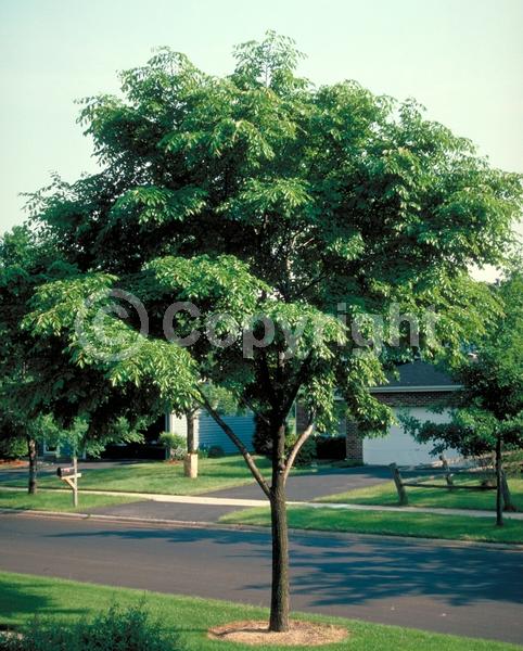 Green blooms; Deciduous; Broadleaf