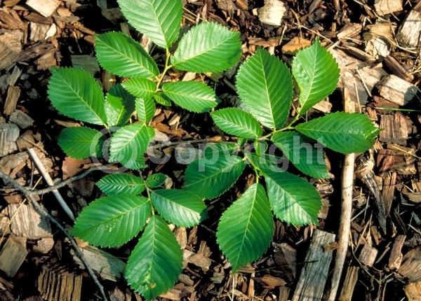 Green blooms; Deciduous; Broadleaf