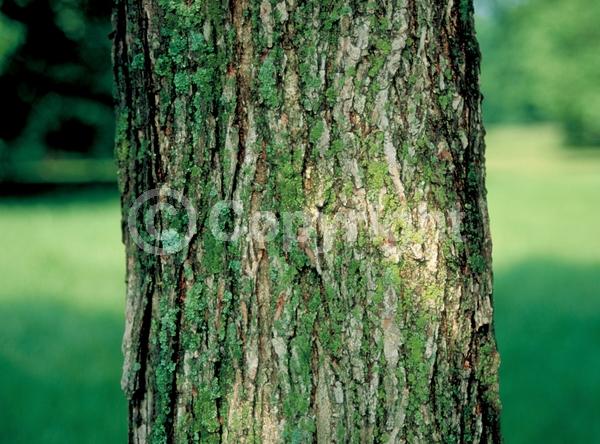 Green blooms; Deciduous; Broadleaf