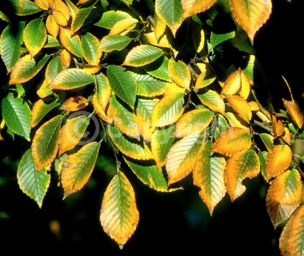 Green blooms; Deciduous; Broadleaf