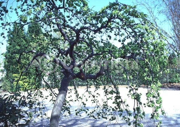Green blooms; Deciduous; Broadleaf