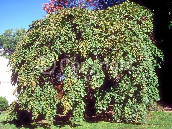 Green blooms; Deciduous; Broadleaf