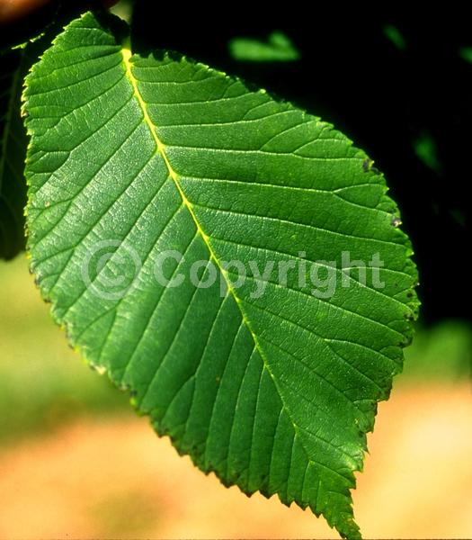 Green blooms; Deciduous; Broadleaf