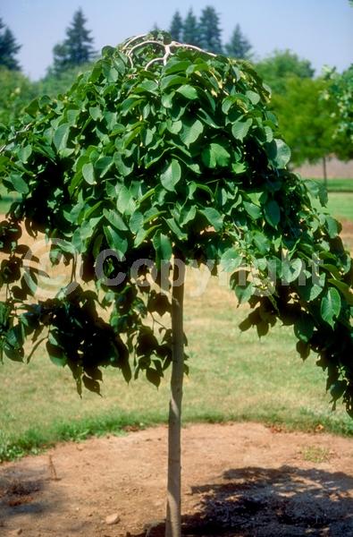 Green blooms; Deciduous; Broadleaf