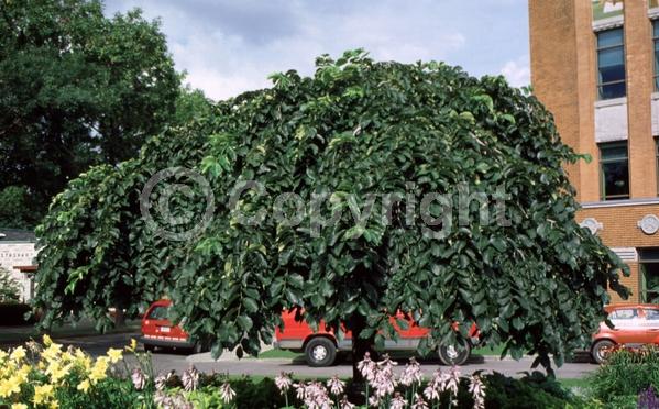 Green blooms; Deciduous; Broadleaf