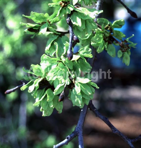 Green blooms; Deciduous; Broadleaf