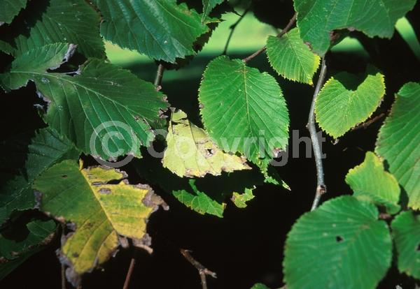 Green blooms; Deciduous; Broadleaf