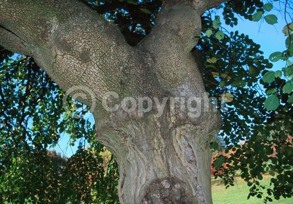 Green blooms; Deciduous; Broadleaf