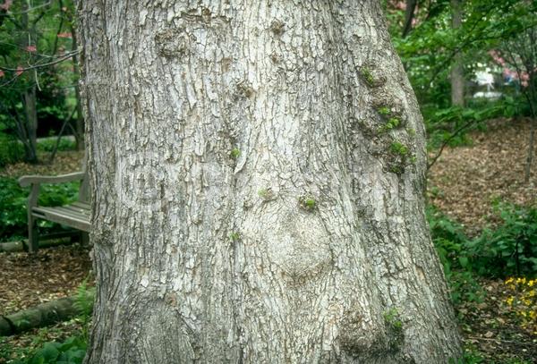 Green blooms; Deciduous; Broadleaf