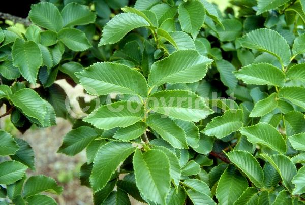 Green blooms; Deciduous; Broadleaf