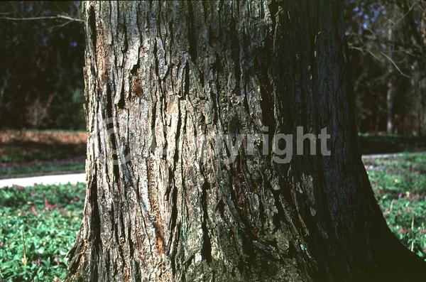 Green blooms; Deciduous; Broadleaf