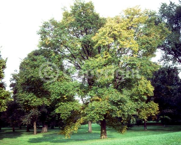 Green blooms; Deciduous; Broadleaf