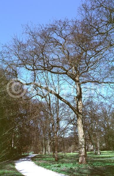 Green blooms; Deciduous; Broadleaf