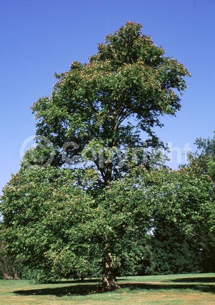 Green blooms; Deciduous; Broadleaf