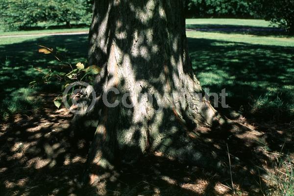 Green blooms; Deciduous; Broadleaf