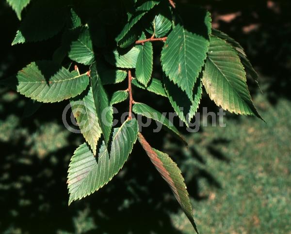 Green blooms; Deciduous; Broadleaf