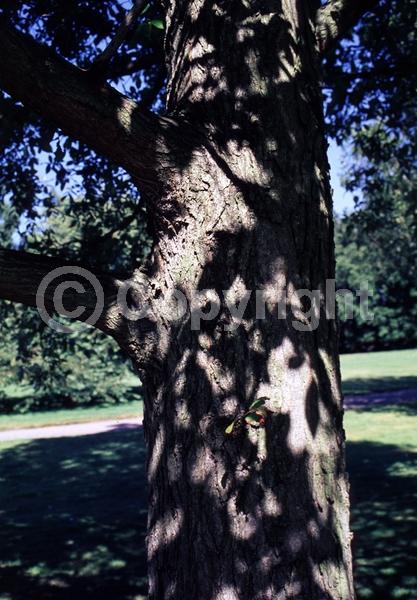 Green blooms; Deciduous; Broadleaf