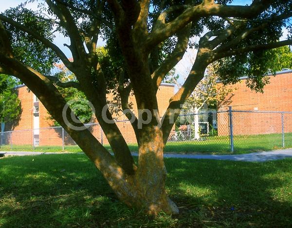 Green blooms; Evergreen; Semi-evergreen