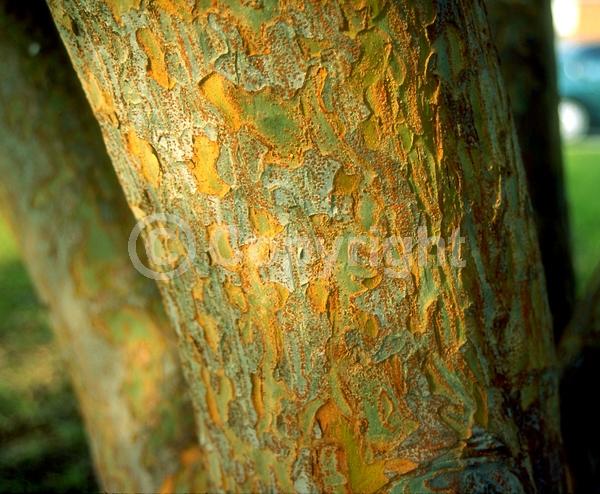 Green blooms; Evergreen; Semi-evergreen