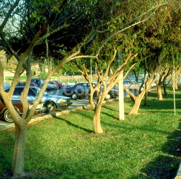 Green blooms; Evergreen; Semi-evergreen