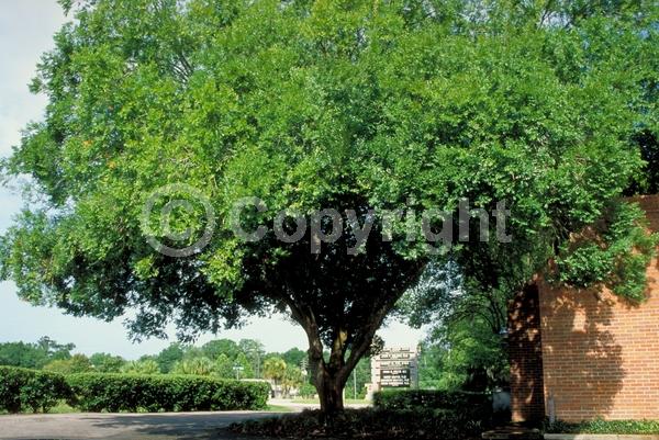 Green blooms; Evergreen; Semi-evergreen