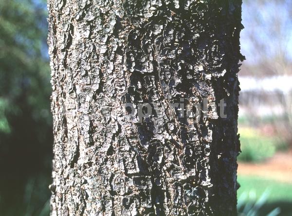 Green blooms; Deciduous; Broadleaf