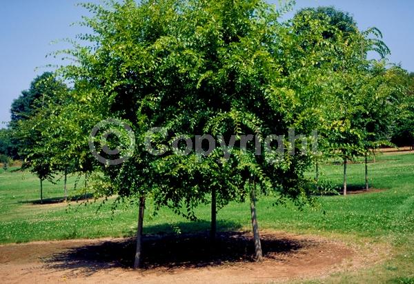 Green blooms; Deciduous; Broadleaf