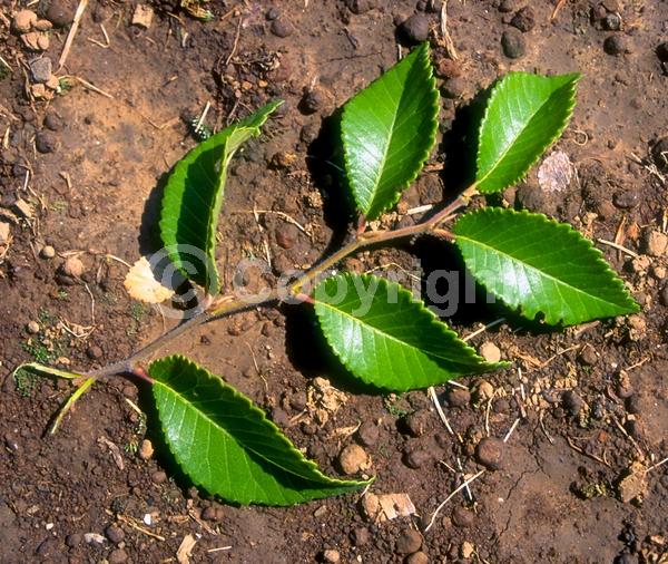 Green blooms; Deciduous; Broadleaf