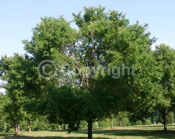 Green blooms; Deciduous; Broadleaf