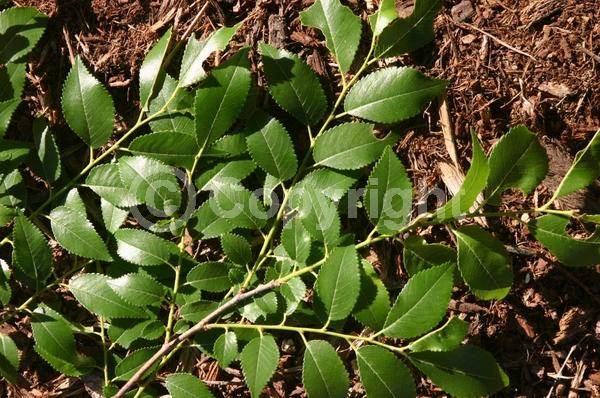 Green blooms; Deciduous; Broadleaf