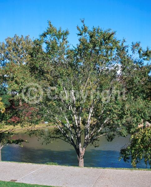 Green blooms; Deciduous; Broadleaf