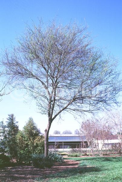 Green blooms; Deciduous; Broadleaf
