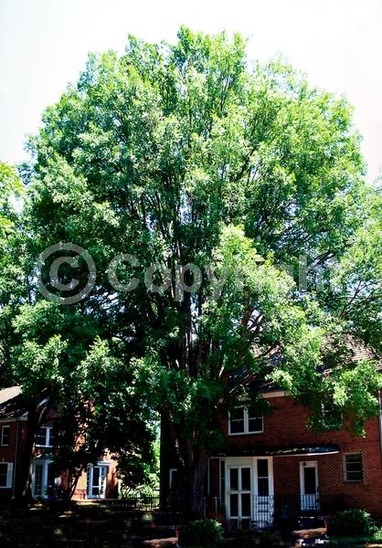 Green blooms; Deciduous; Broadleaf