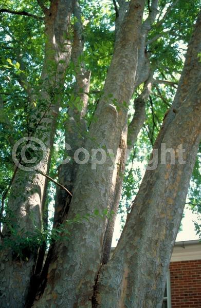 Green blooms; Deciduous; Broadleaf
