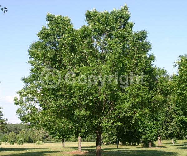 Green blooms; Deciduous; Broadleaf