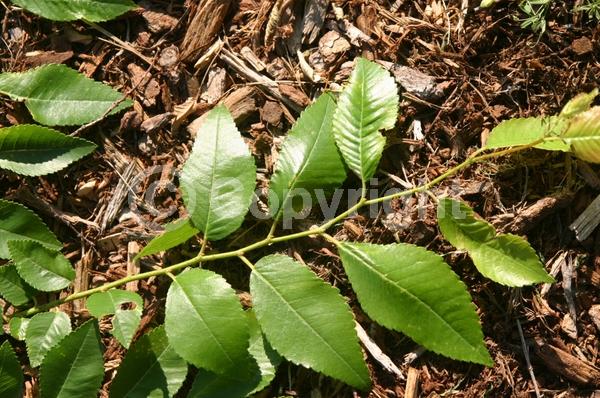 Green blooms; Deciduous; Broadleaf