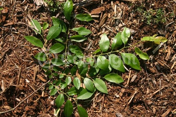 Green blooms; Deciduous; Broadleaf