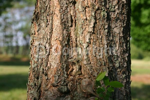 Green blooms; Deciduous; Broadleaf