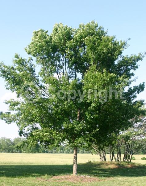 Green blooms; Deciduous; Broadleaf