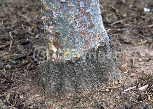 Green blooms; Deciduous; Broadleaf