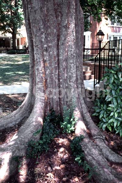 Green blooms; Deciduous; Broadleaf