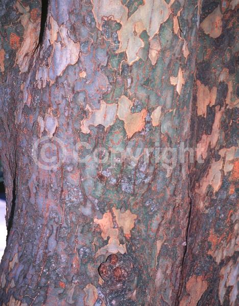 Green blooms; Deciduous; Broadleaf