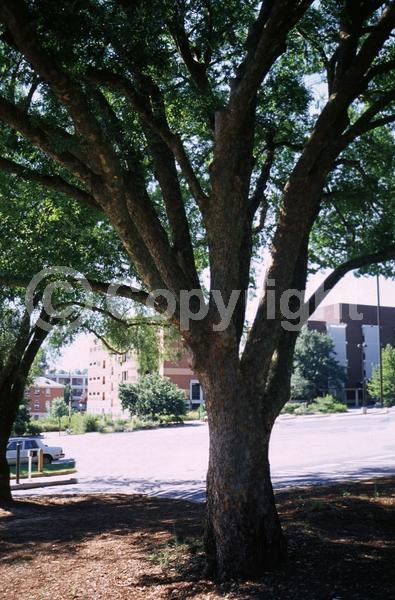 Green blooms; Deciduous; Broadleaf