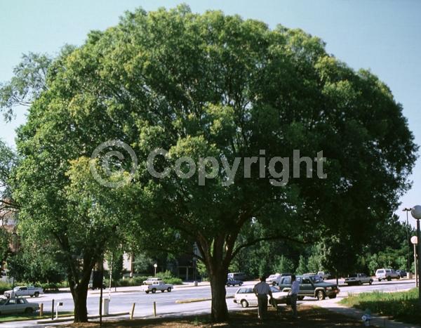 Green blooms; Deciduous; Broadleaf