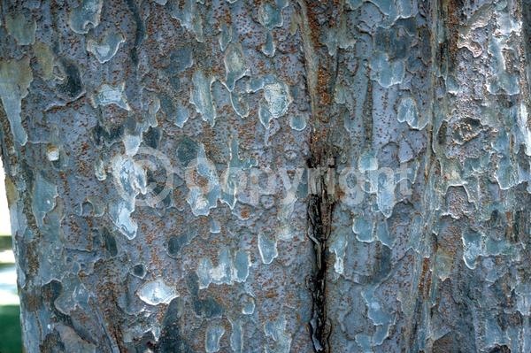Green blooms; Deciduous; Broadleaf