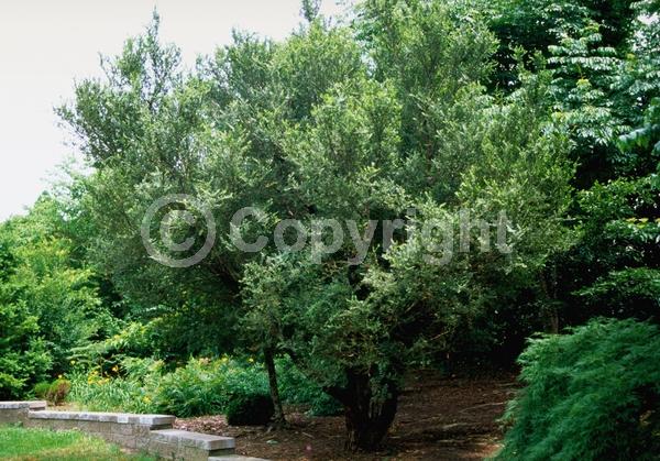 Green blooms; Deciduous; Broadleaf