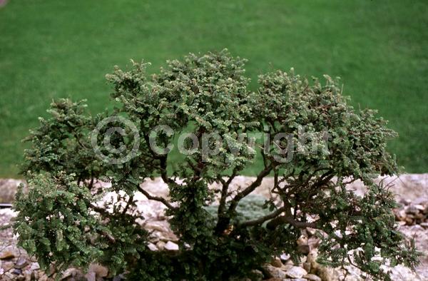 Green blooms; Deciduous; Broadleaf