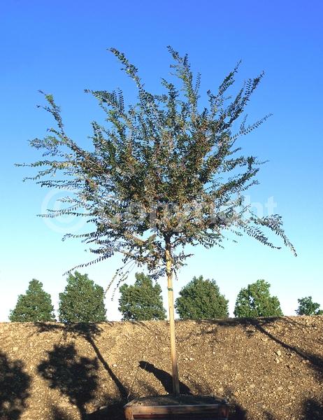 Green blooms; Deciduous; Broadleaf