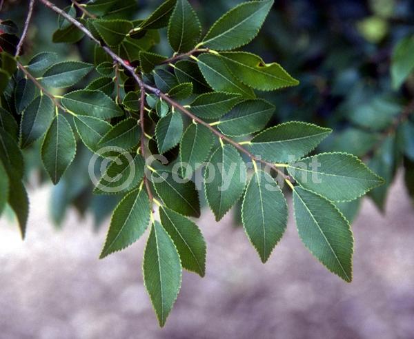 Green blooms; Deciduous; Broadleaf
