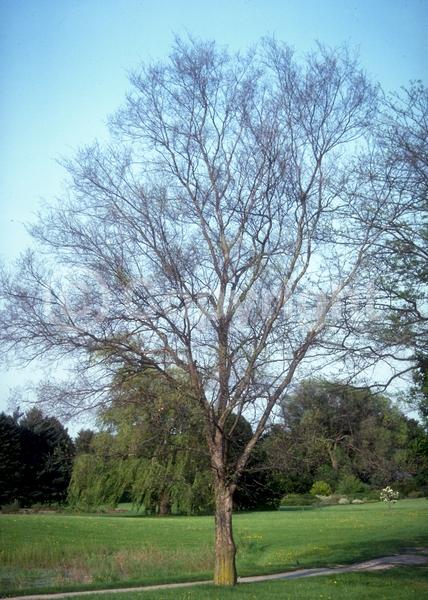 Green blooms; Deciduous; Broadleaf